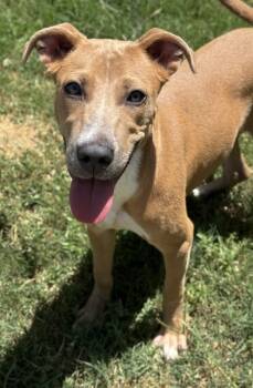 Rescue Labrador Retriever and Mixed Breed Dogs for Adoption in San Antonio, Texas - Chestnut | PetCurious