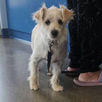 Tippy -  Chihuahua and Terrier Dog for Adoption in Kingman, Arizona - Tippy | PetCurious