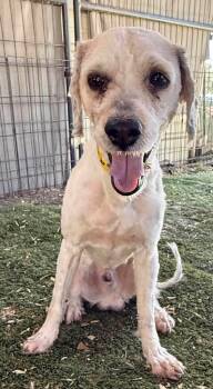 Rescue Cockapoo and Poodle Dogs for Adoption in Ramona, California - Maitake | PetCurious