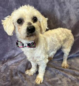 Rescue Poodle Dogs for Adoption in Lodi, California - Sonny | PetCurious