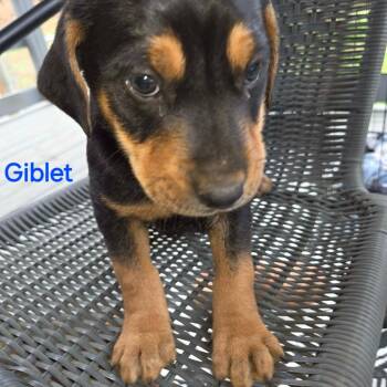 Mixed Breed Dogs Available for Adoption - Giblet | PetCurious