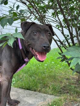 Rescue Black Labrador Retriever Dogs for Adoption in Newark, New Jersey - Daisy | PetCurious