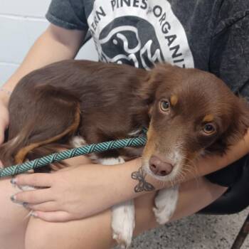 Fig -  Dachshund and Terrier Dog for Adoption in Hattiesburg, Mississippi - Fig | PetCurious