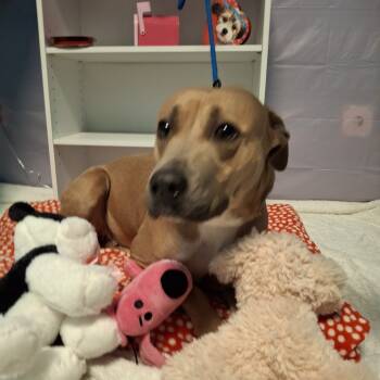 Rescue Pit Bull Terrier and Mixed Breed Dogs for Adoption in South Houston, Texas - Leilani | PetCurious