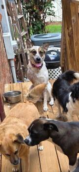 Trixie -  Australian Cattle Dog Blue Heeler Dog for Adoption in Thomasville, North Carolina - Trixie | PetCurious