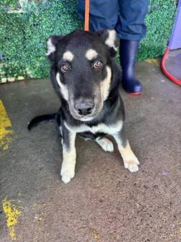 Shepherd and Mixed Breed Dogs Available for Adoption - Wrangler | PetCurious
