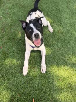 Mixed Breed Dogs Available for Adoption in Pawleys Island, South Carolina - Yin | PetCurious