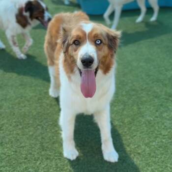 Australian Shepherd Dogs Available for Adoption - Zeus A2260817 | PetCurious