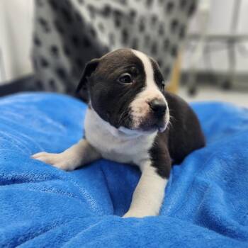 Auden -  Pit Bull Terrier and Mixed Breed Dog for Adoption in North Battleford, Saskatchewan - Auden | PetCurious