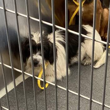 Carly -  Mixed Breed Dog for Adoption in Montgomery, Alabama - Carly | PetCurious