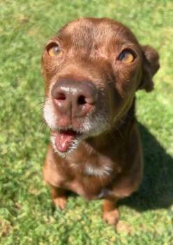 Peanut -  Chihuahua Dog for Adoption in Murrieta, California - Peanut | PetCurious