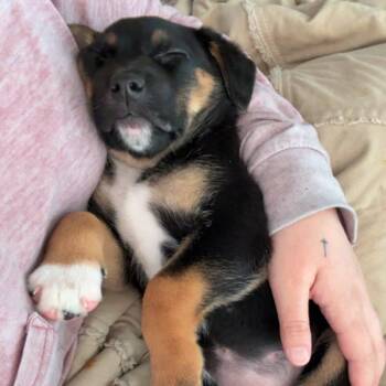 Shepherd and Terrier Dogs Available for Adoption in Helena, Alabama - Sweet Tea | PetCurious