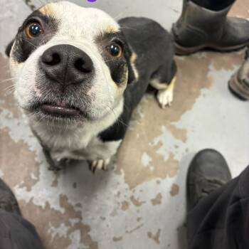 Haiku -  Corgi Dog for Adoption in Fort Collins, Colorado - Haiku | PetCurious