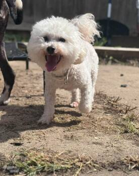 HOT SAUCE 375 -  Bichon Frise Dog for Adoption in New Berlin, Wisconsin - HOT SAUCE 375 | PetCurious