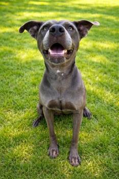 Dune 301-26 -  Pit Bull Terrier and Mixed Breed Dog for Adoption in Cumming, Georgia - Dune 301-26 | PetCurious