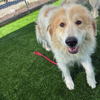 Slurpee -  Great Pyrenees and Mixed Breed Dog for Adoption in Binghamton, New York - Slurpee | PetCurious
