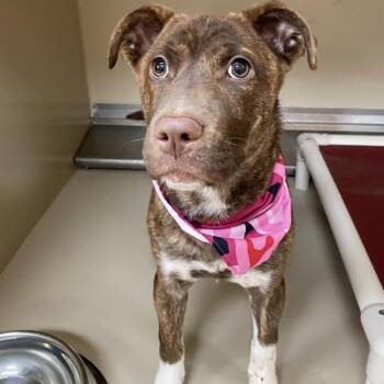 Pit Bull Terrier Dogs Available for Adoption - FWT Hula | PetCurious