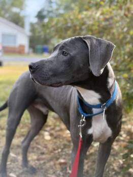 Thor -  Terrier Dog for Adoption in Candler, North Carolina - Thor | PetCurious