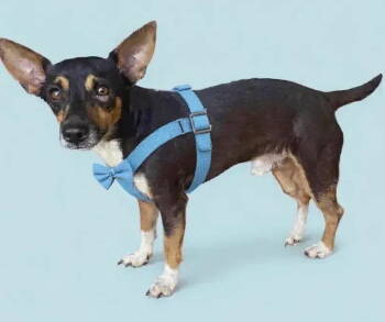 Rescue Chihuahua and Terrier Dogs for Adoption in Grand Bay, Alabama - Rooster | PetCurious
