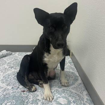 Mixed Breed Dogs Available for Adoption - Strudel | PetCurious