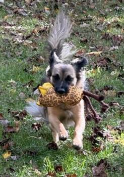 Mercedes -  Tibetan Spaniel Dog for Adoption in Middletown, Connecticut - Mercedes | PetCurious