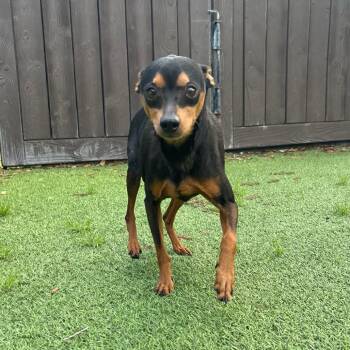 Ernest 5799 -  Miniature Pinscher and None Dog for Adoption in Loxahatchee Groves, Florida - Ernest 5799 | PetCurious