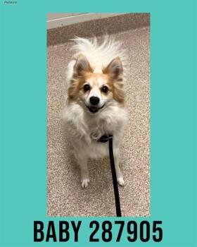 Mixed Breed Dogs Available for Adoption - BABY | PetCurious