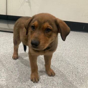 Eve -  Labrador Retriever and Mixed Breed Dog for Adoption in Lake Havasu City, Arizona - Eve | PetCurious