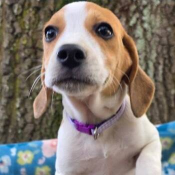 Beagle Dogs Available for Adoption - Sally Brown | PetCurious