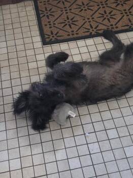 Hetti -  German Shepherd Dog and Labradoodle Dog for Adoption in Waunakee, Wisconsin - Hetti | PetCurious