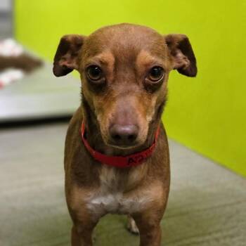 June Bug -  Chihuahua Dog for Adoption in San Jacinto, California - June Bug | PetCurious