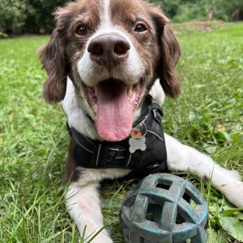 Grizzly -  Brittany Spaniel Dog for Adoption in Marion, Massachusetts - Grizzly | PetCurious