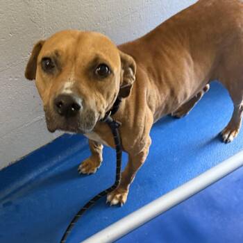 Arizona -  Terrier Dog for Adoption in Lancaster, South Carolina - Arizona | PetCurious