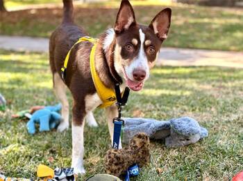 Australian Kelpie and Mixed Breed Dogs Available for Adoption - RANGO | PetCurious