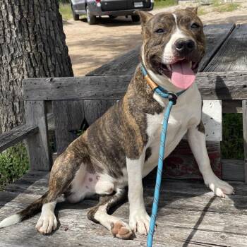 Tip / Ted -  American Staffordshire Terrier Dog for Adoption in Buchanan Dam, Texas - Tip / Ted | PetCurious