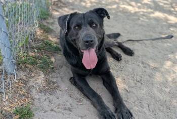 HENRY -  Mastiff and German Shepherd Dog Dog for Adoption in Ocala, Florida - HENRY | PetCurious