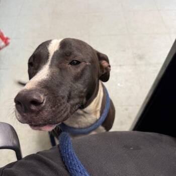Bashful -  Pit Bull Terrier Dog for Adoption in Philadelphia, Pennsylvania - Bashful | PetCurious