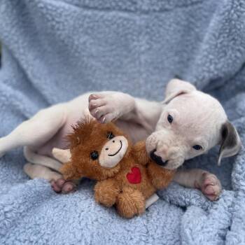 Mixed Breed Dogs Available for Adoption in Williston, Florida - Charlie Brown | PetCurious