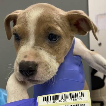 Raspberry -  Mixed Breed Dog for Adoption in Charleston, West Virginia - Raspberry | PetCurious