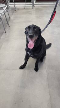 Jake Sr. -  Labrador Retriever Dog for Adoption in Salt Lake City, Utah - Jake Sr. | PetCurious