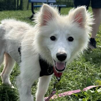 Aisling -  Husky Dog for Adoption in Oakville, Ontario - Aisling | PetCurious