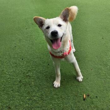 Rescue Jindo Dogs for Adoption in Langley Township, British Columbia - LOON - LOCAL! (Victoria) | PetCurious