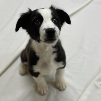 Border Collie and Pit Bull Terrier Dogs Available for Adoption in Incline Village, Nevada - Sokka | PetCurious