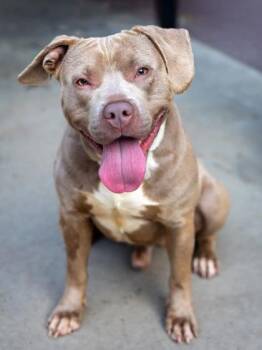 Chutney -  Mixed Breed Dog for Adoption in Chamblee, Georgia - Chutney | PetCurious