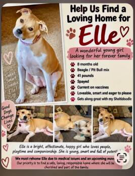 Elle -  American Staffordshire Terrier and Beagle Dog for Adoption in Valley Center, Kansas - Elle | PetCurious