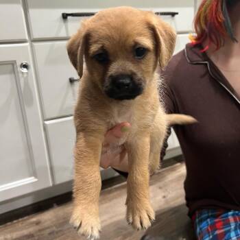 Forest -  Mixed Breed Dog for Adoption in Hughesville, Maryland - Forest | PetCurious