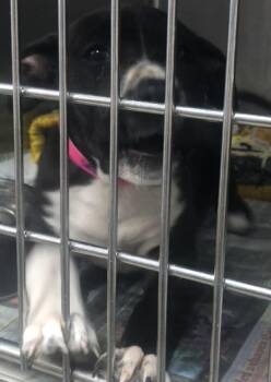 Rescue Labrador Retriever Dogs for Adoption in Parma, Ohio - Vixen | PetCurious