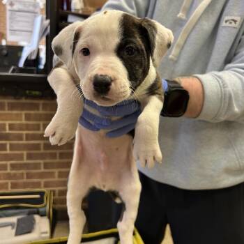 Terrier Dogs Available for Adoption - Petey | PetCurious