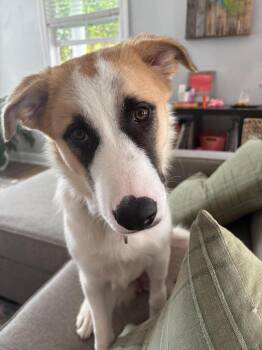 Luna -  Great Pyrenees Dog for Adoption in Wando, South Carolina - Luna | PetCurious