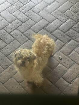 Peele -  Brussels Griffon and Yorkie Poo Dog for Adoption in Garland, Texas - Peele | PetCurious